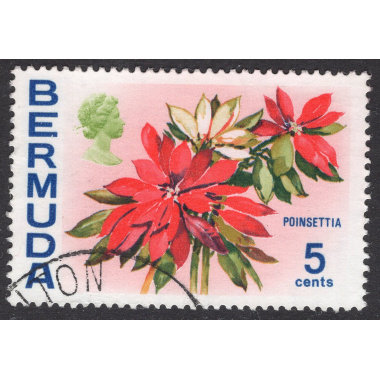 BERMUDA SCOTT 259