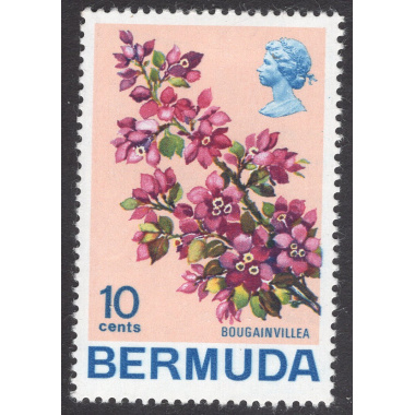 BERMUDA SCOTT 262