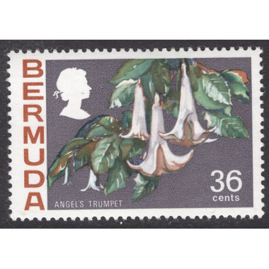 BERMUDA SCOTT 268