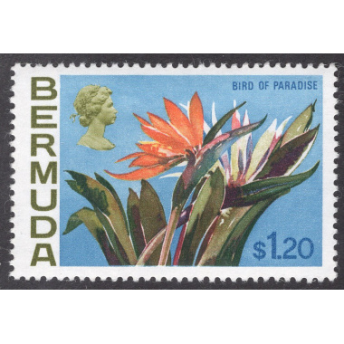 BERMUDA SCOTT 270