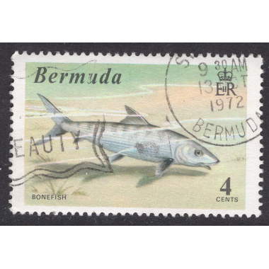 BERMUDA SCOTT 292