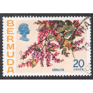 BERMUDA SCOTT 323