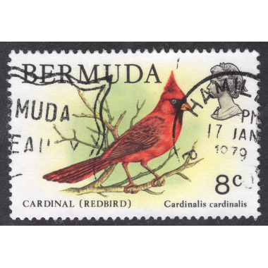 BERMUDA SCOTT 367
