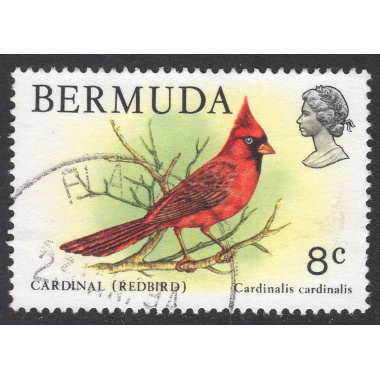 BERMUDA SCOTT 367