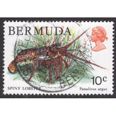 BERMUDA SCOTT 368
