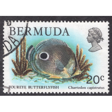 BERMUDA SCOTT 371