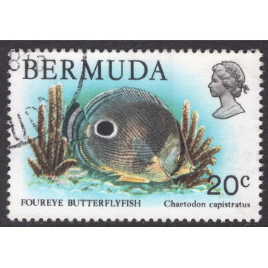 BERMUDA SCOTT 371