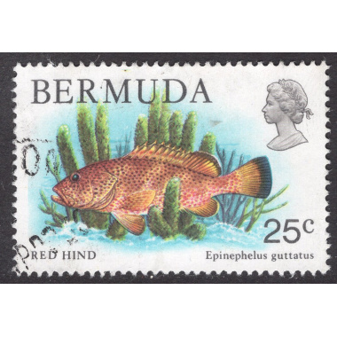 BERMUDA SCOTT 372