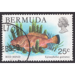 BERMUDA SCOTT 372