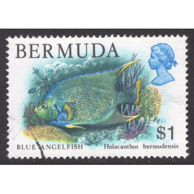 BERMUDA SCOTT 376