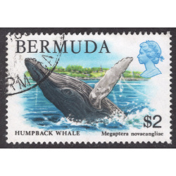 BERMUDA SCOTT 377