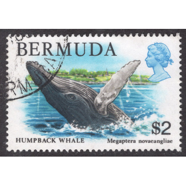 BERMUDA SCOTT 377