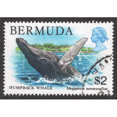 BERMUDA SCOTT 377