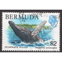 BERMUDA SCOTT 377