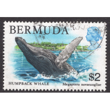 BERMUDA SCOTT 377