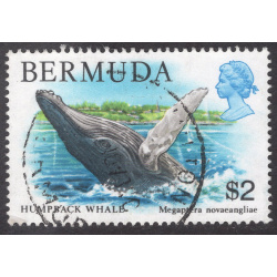 BERMUDA SCOTT 377