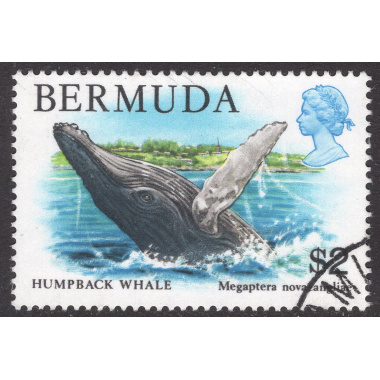 BERMUDA SCOTT 377