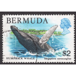 BERMUDA SCOTT 377
