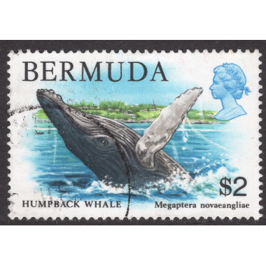 BERMUDA SCOTT 377