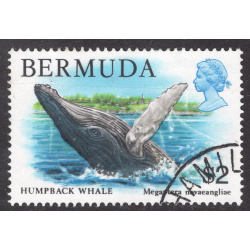 BERMUDA SCOTT 377