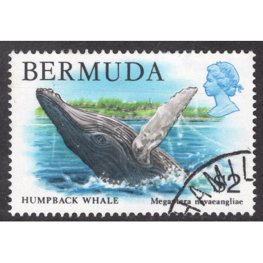 BERMUDA SCOTT 377