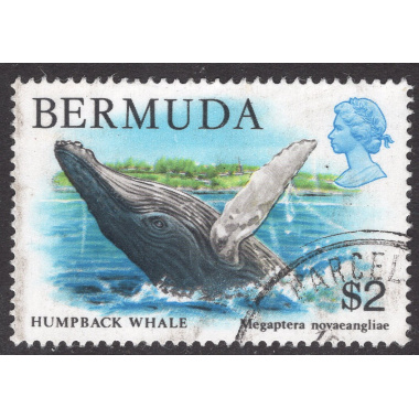BERMUDA SCOTT 377