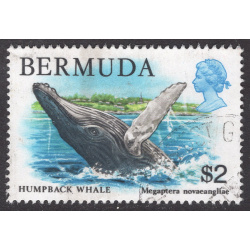 BERMUDA SCOTT 377