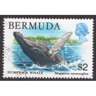 BERMUDA SCOTT 377