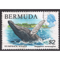 BERMUDA SCOTT 377