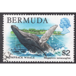 BERMUDA SCOTT 377