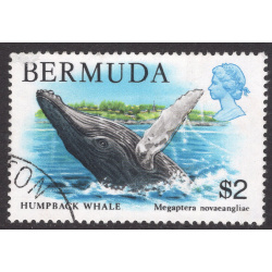 BERMUDA SCOTT 377