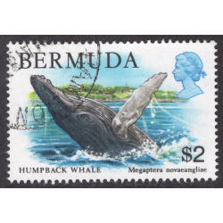 BERMUDA SCOTT 377