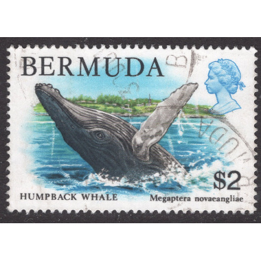 BERMUDA SCOTT 377