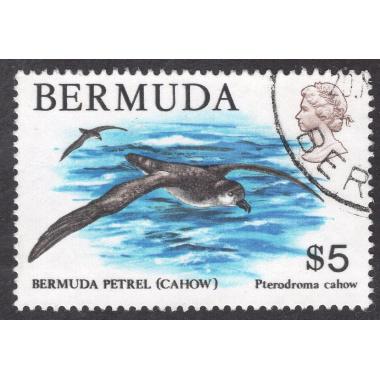 BERMUDA SCOTT 379