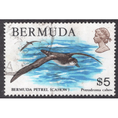 BERMUDA SCOTT 379