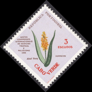 CAPE VERDE SCOTT 303