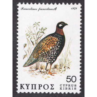 CYPRUS SCOTT 517
