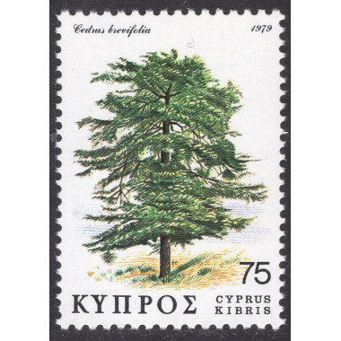 CYPRUS SCOTT 518