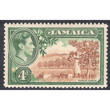 JAMAICA SCOTT 122