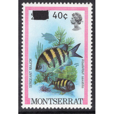 MONTSERRAT SCOTT 507