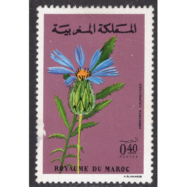 MOROCCO SCOTT 267