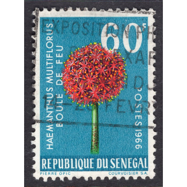 SENEGAL SCOTT 277