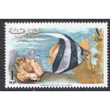 SHARJAH SCOTT 145