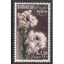 SOMALIA SCOTT 204