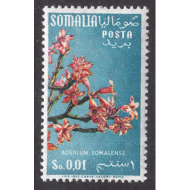 SOMALIA SCOTT 216