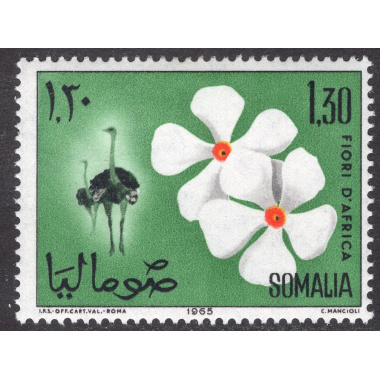 SOMALIA SCOTT 285