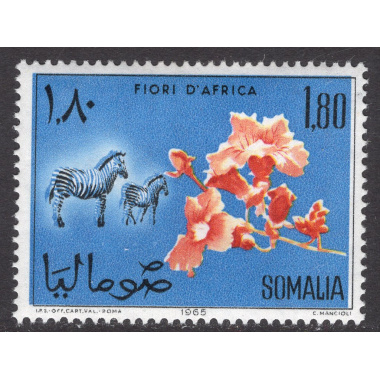 SOMALIA SCOTT 286