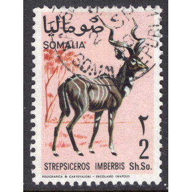 SOMALIA SCOTT 333