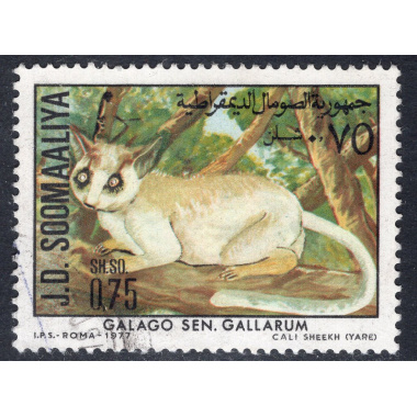 SOMALIA SCOTT 445