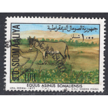 SOMALIA SCOTT 446
